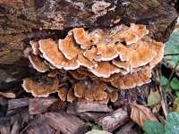 Gaatjeszwammen [Polyporaceae]